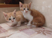 Kittens for sale