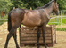 Rising 4yr old gelding