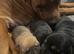 Rottweiler puppies