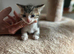 Sphinx mix kittens looking for a new home