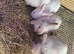 Baby fluffy rabbit