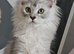 Tica Reg pedigree Maine Coon kittens