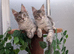 Maine coon boy, Tica registered