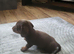 Minuture Dachsund