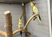 Male cockatiels