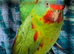 Swift parrot cock s