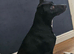 Collie x whippet