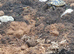 Hermann tortoises 1 year old