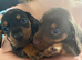 Beautiful dachshund puppies