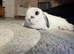 Mini lop buck in reading