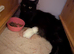 Maine coon kittens for rehoming mid june