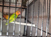 Lovebirds
