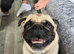 Pug looking for a loving new home