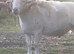 Wiltshire Horn Ram