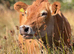 Pure bred Jersey cow for sale