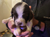 Top-Tier Working English Springer Spaniel Pups - Bishwell Bandstand Sired & KC Registered