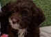 Cockapoo puppies
