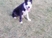 2 year old border collie