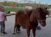 Very small miniature Shetland mare.