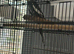 Male cockatiel