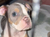 Olde English bulldog