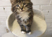 Male Kitten