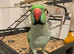Pair of ringneck male talks in Bolton