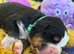 Beautiful Bernese Mountain Dog Puppies