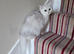 Gorgeous GCCF Silver British Shorthair Kitten.