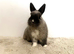 Netherland dwarf male rabbit