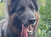 Blue & Tan GSD