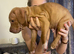 Mixed bully puppy