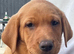 Kennel club Labradors