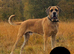 Great Dane x Cane corso puppies