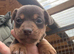 Mini Jack Russell puppies various colours