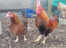 Bantam Welsummer &ndash; Hatching Eggs