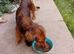 Long haired kc registerd red dashound boy