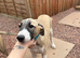 Lurcher pup