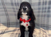 Sproodle girl