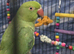 Yellow indian ringneck also have green indian ringneck parrot