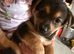 Jack Russell x German spitz x 4 boys