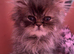 Beautiful female Persian kitten