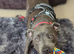 Lovely staffy