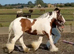 14h cob gelding