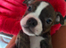 View today! Boxer x Boston terrier. Aka mini boxer quick sale