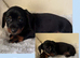 Mini dachshund cross jack