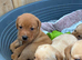 KC Labrador Retriever puppies