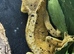 Young adult crested geckos