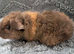 Beautiful baby teddy brothers for sale