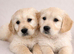 Golden Retriever Puppies 8 weeks old